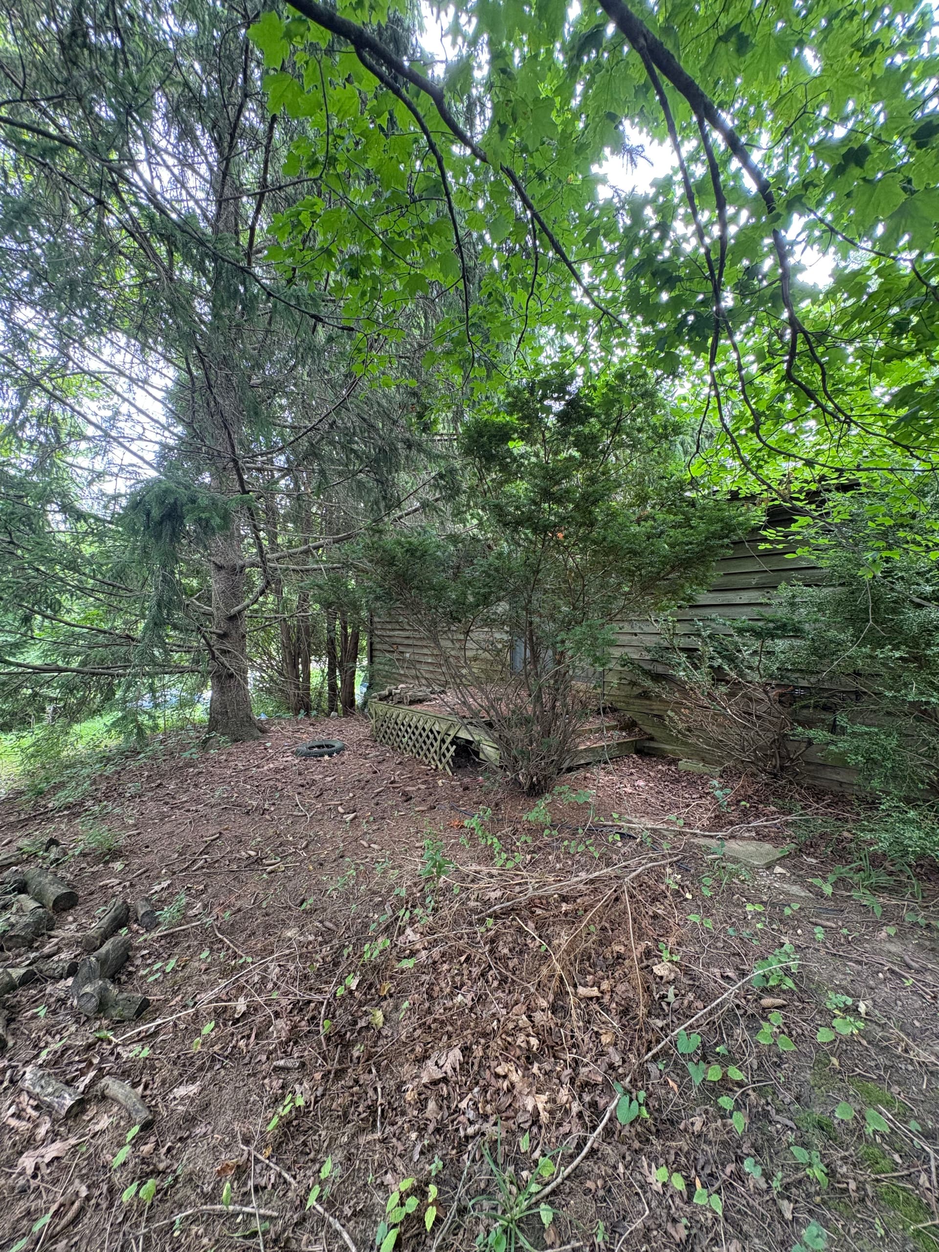 Gallery photos for Years of Overgrowth Cleared at This Bellfountain Property: Image #1