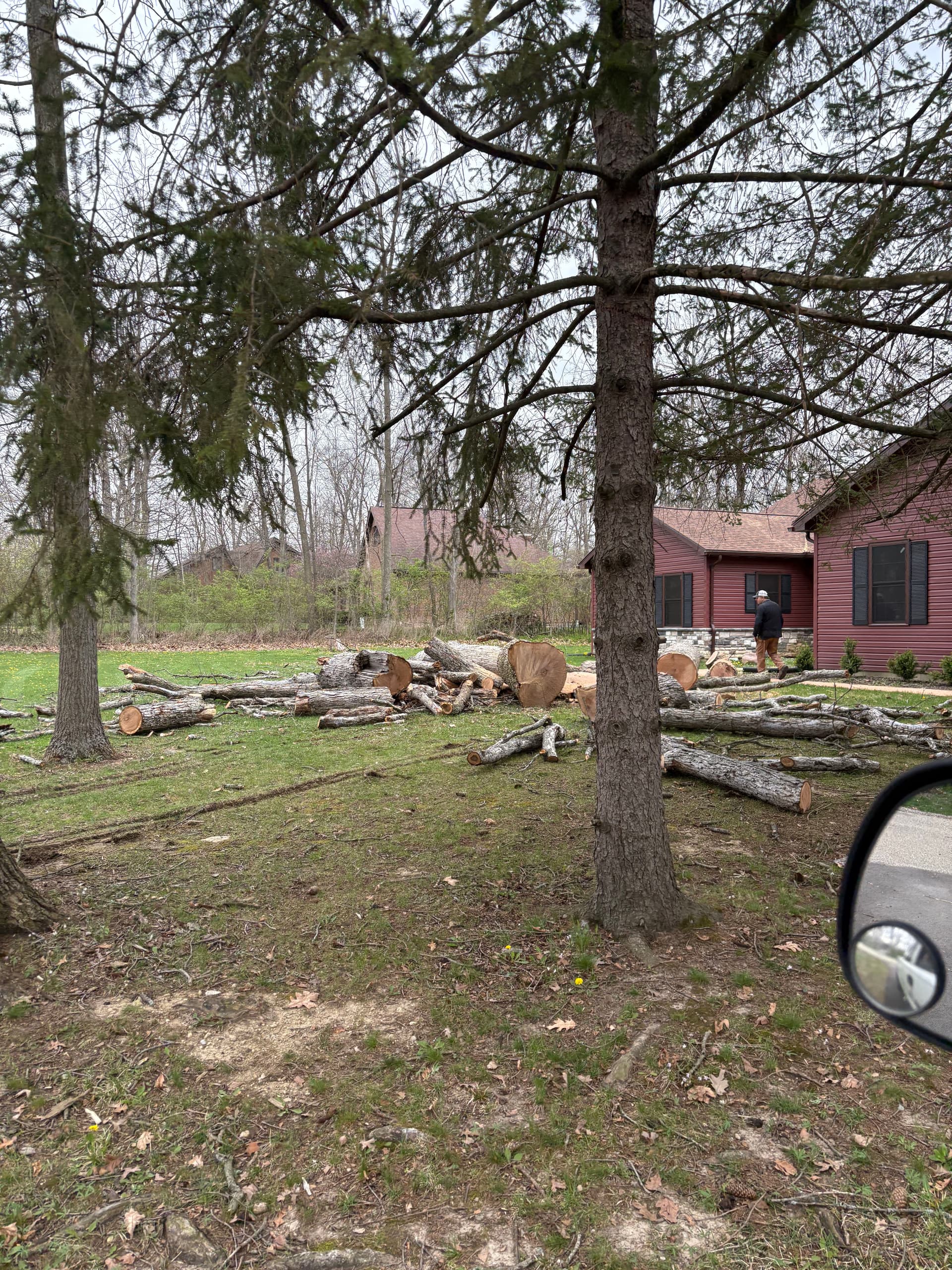Gallery photos for Taking Down a 65-Foot White Oak Next to a House: Image #2