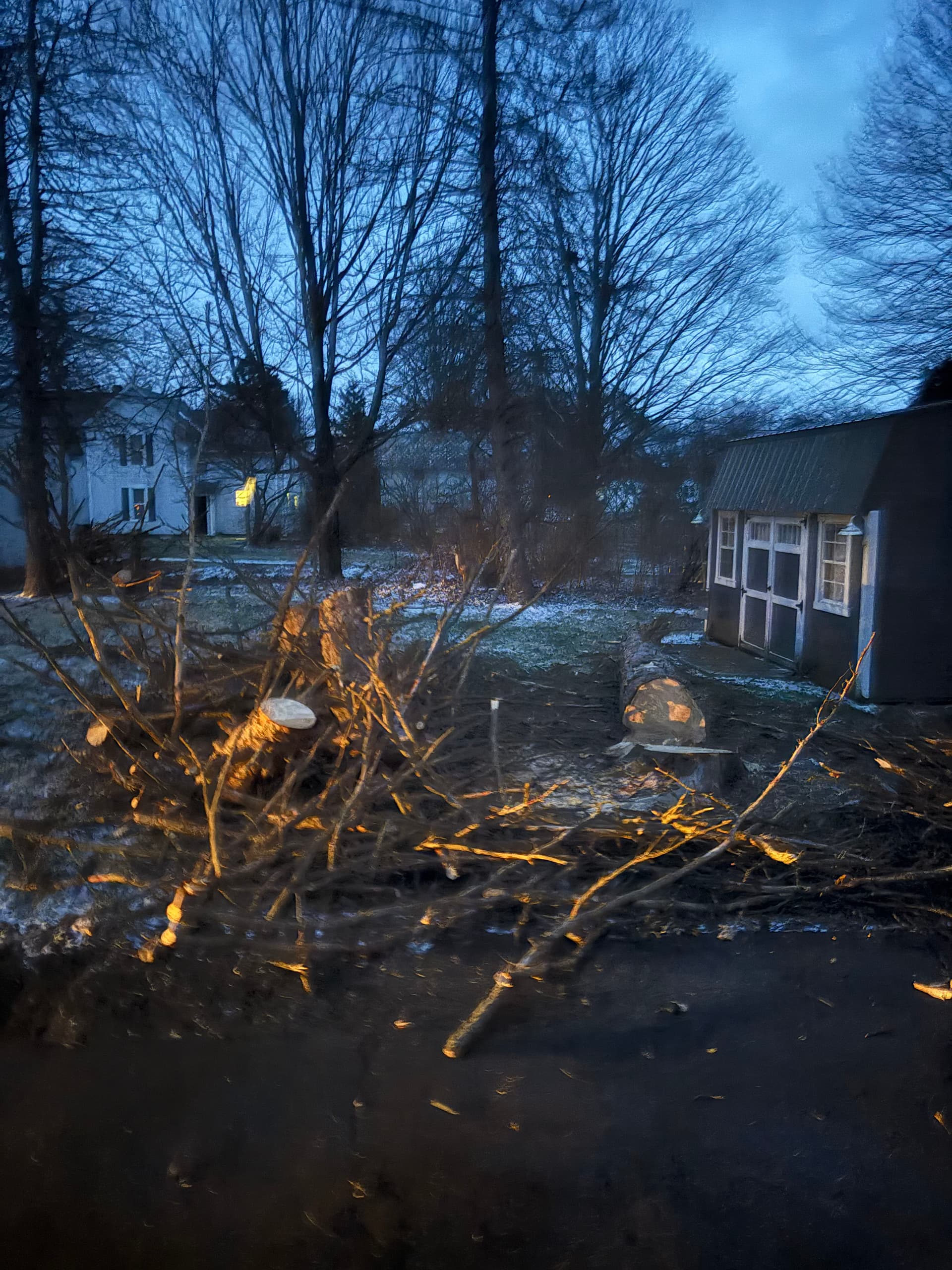 Expert Tree Removal for Safe Bonfire Preparation