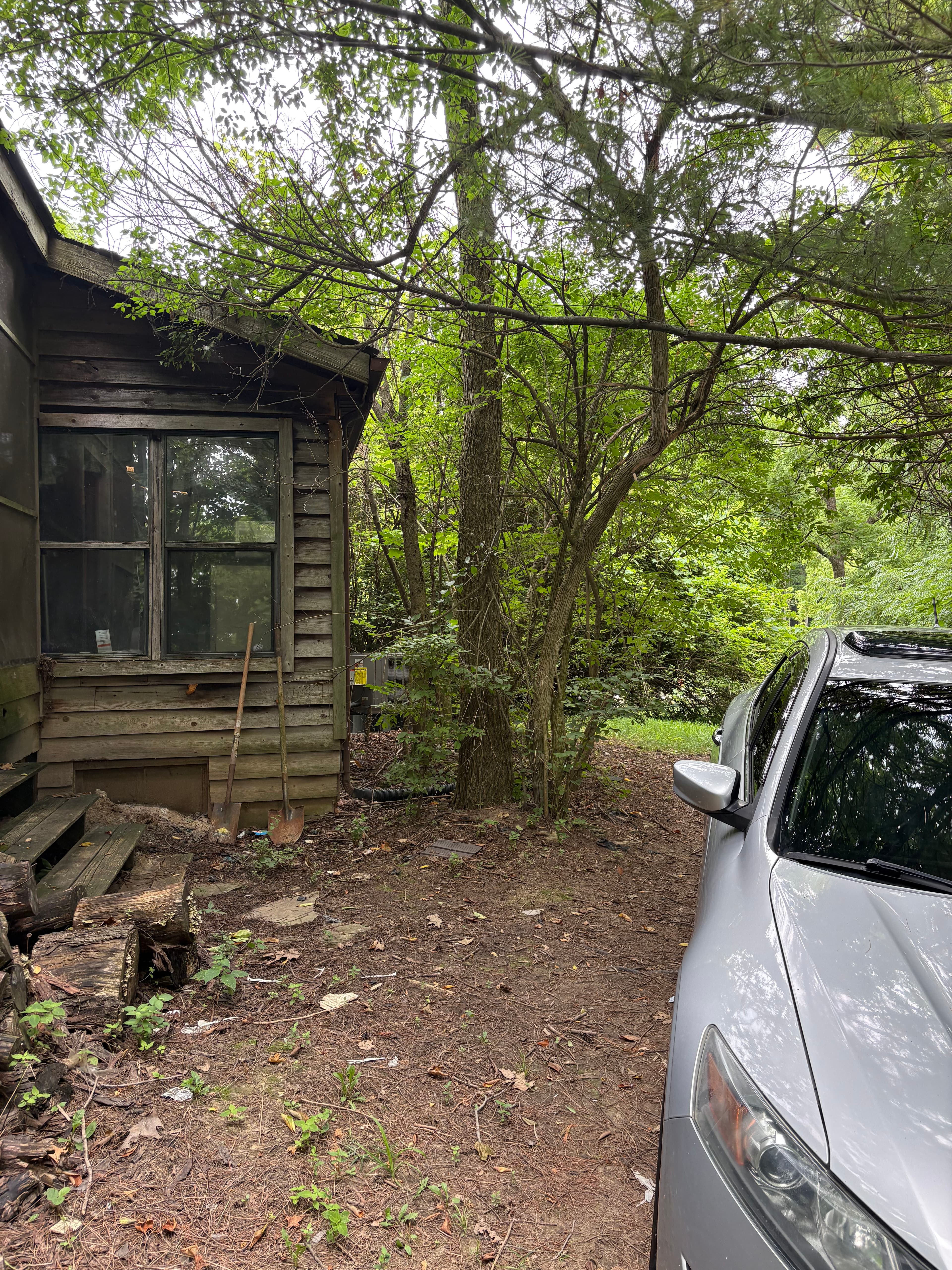Project Years of Overgrowth Cleared at This Bellfountain Property image