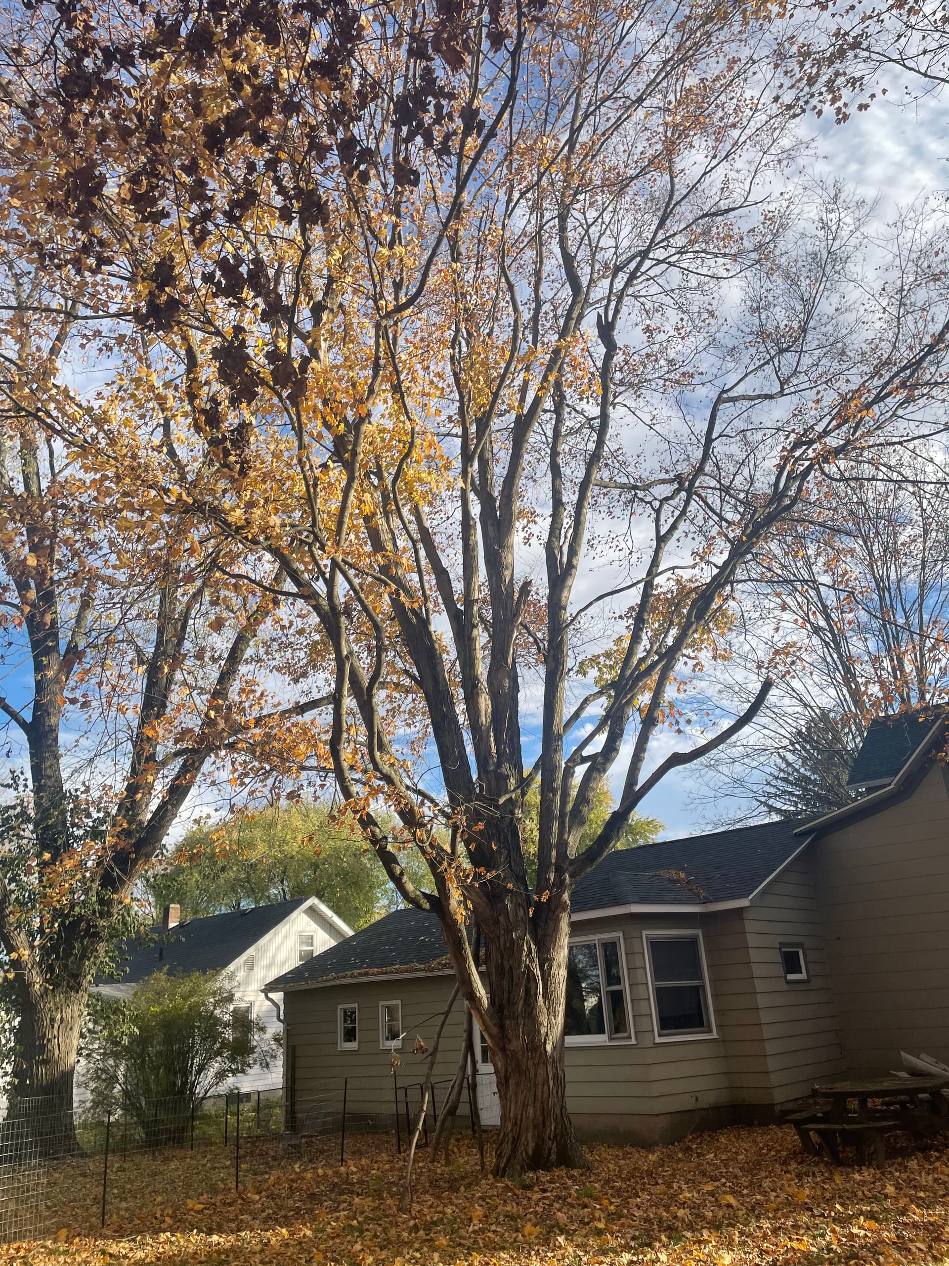 Gallery photos for Tree Removal and Drainage Work in West Liberty: Image #2