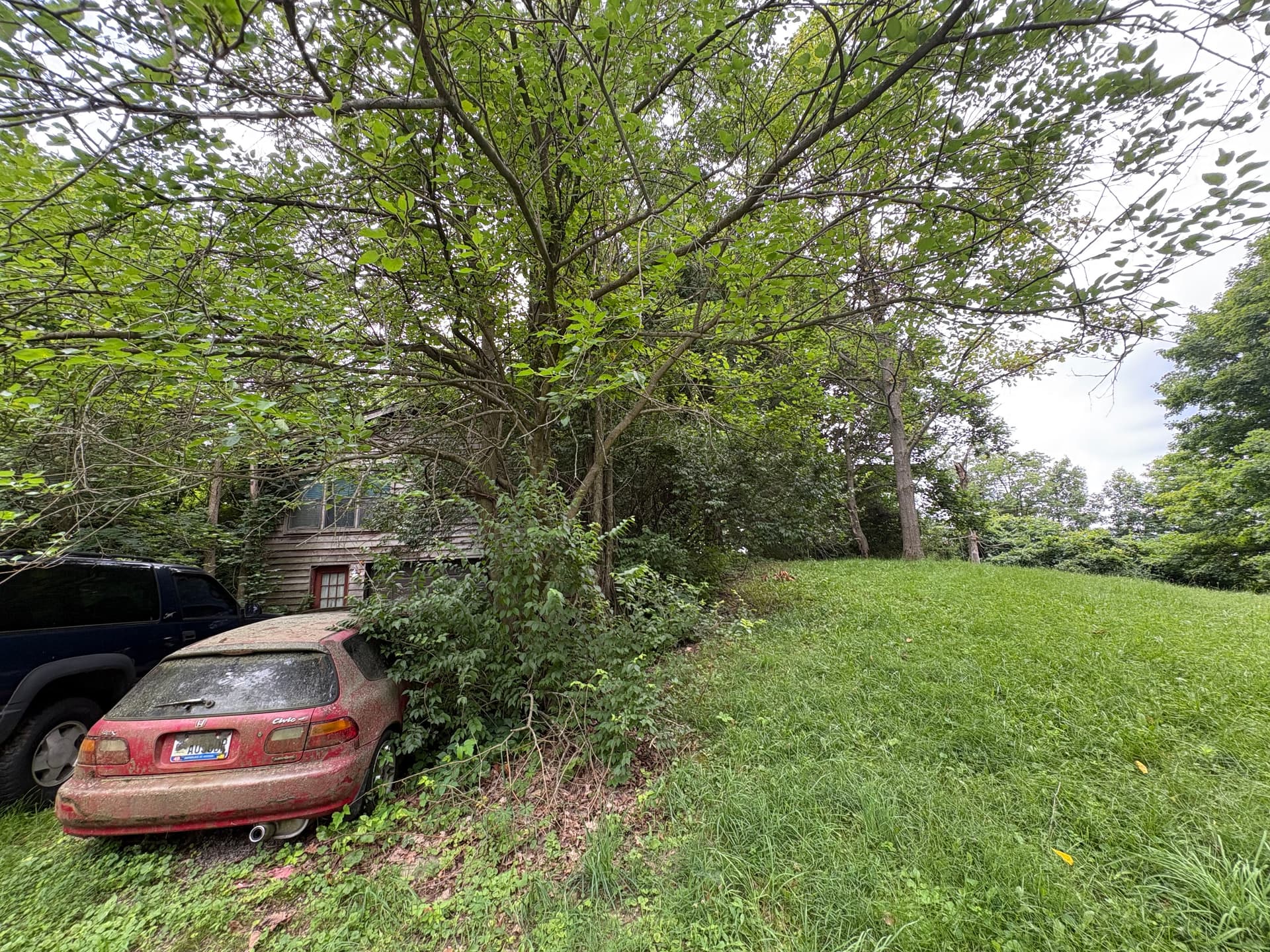 Gallery photos for Years of Overgrowth Cleared at This Bellfountain Property: Image #3