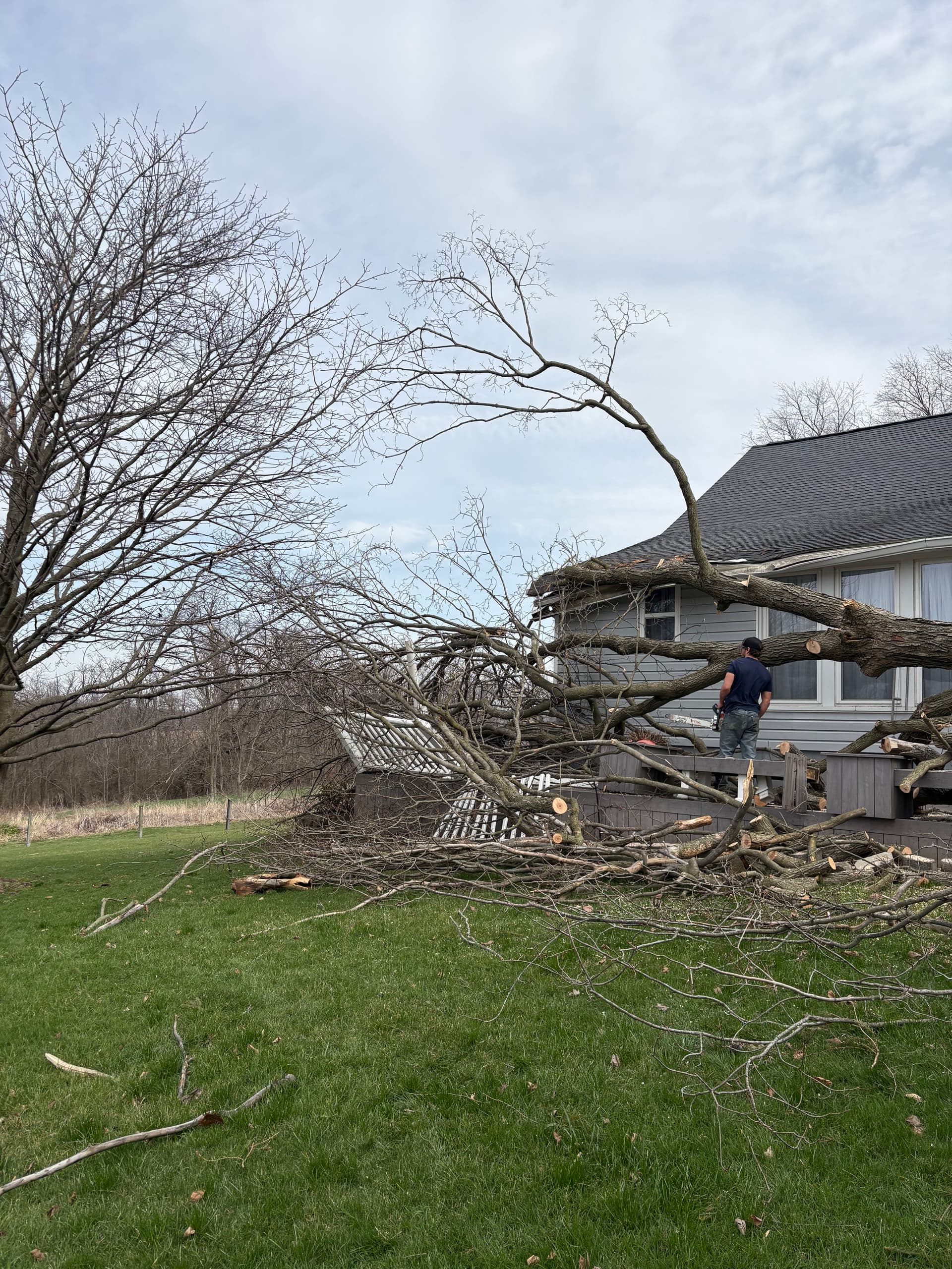 Gallery photos for Swift and Safe Emergency Tree Removal Services: Image #4