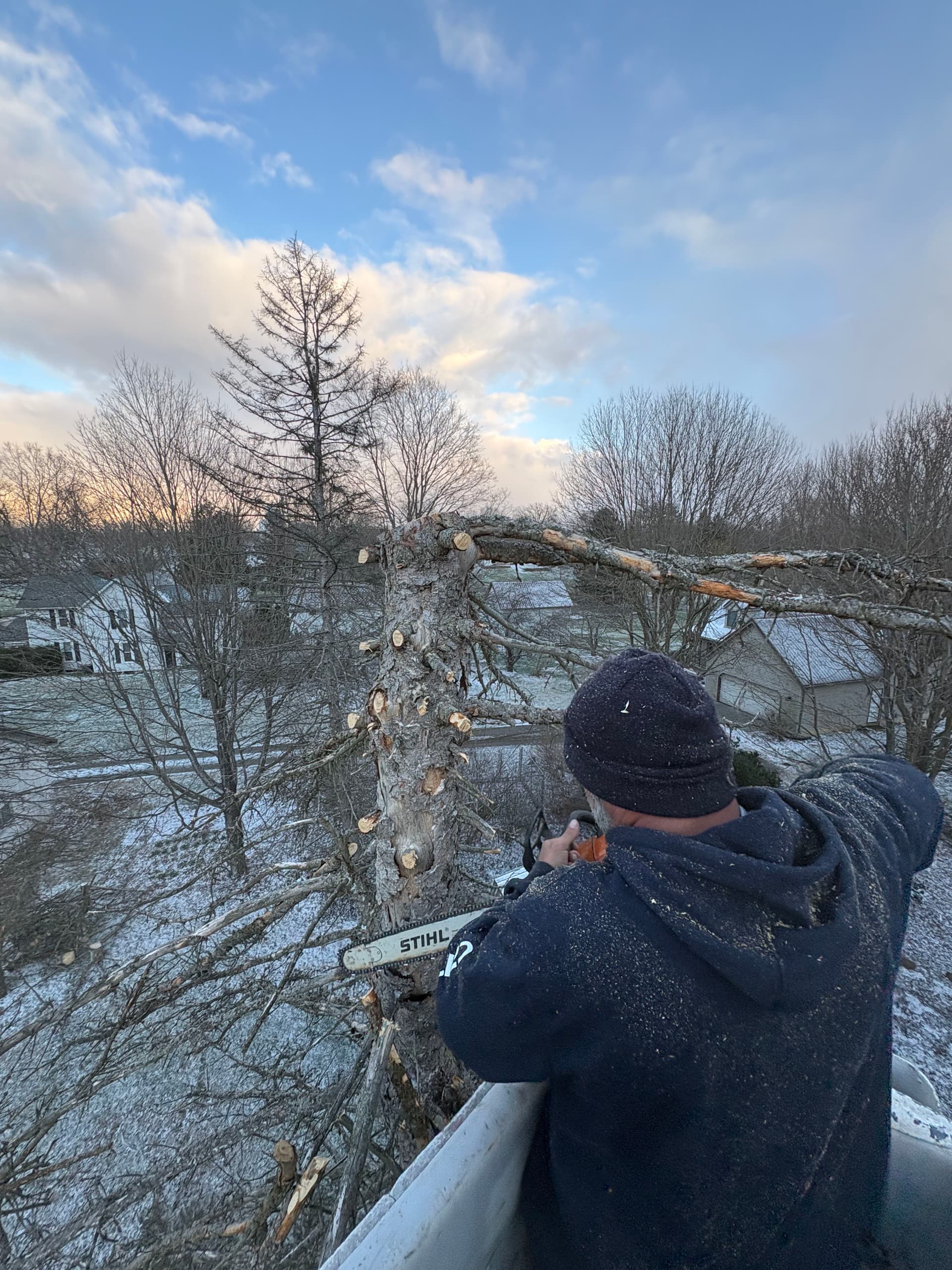 Expert Tree Removal for Safe Bonfire Preparation