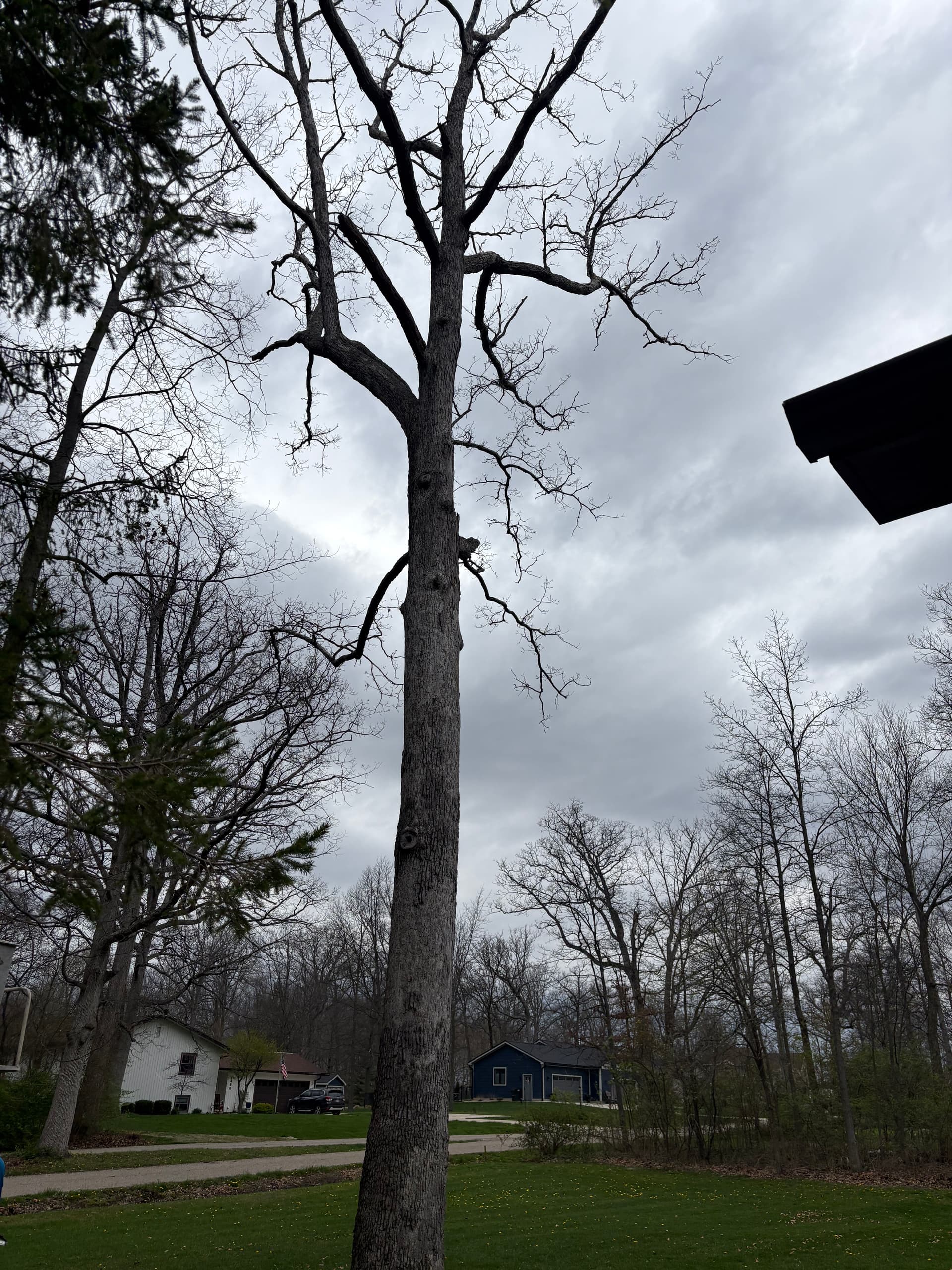 Taking Down a 65-Foot White Oak Next to a House image