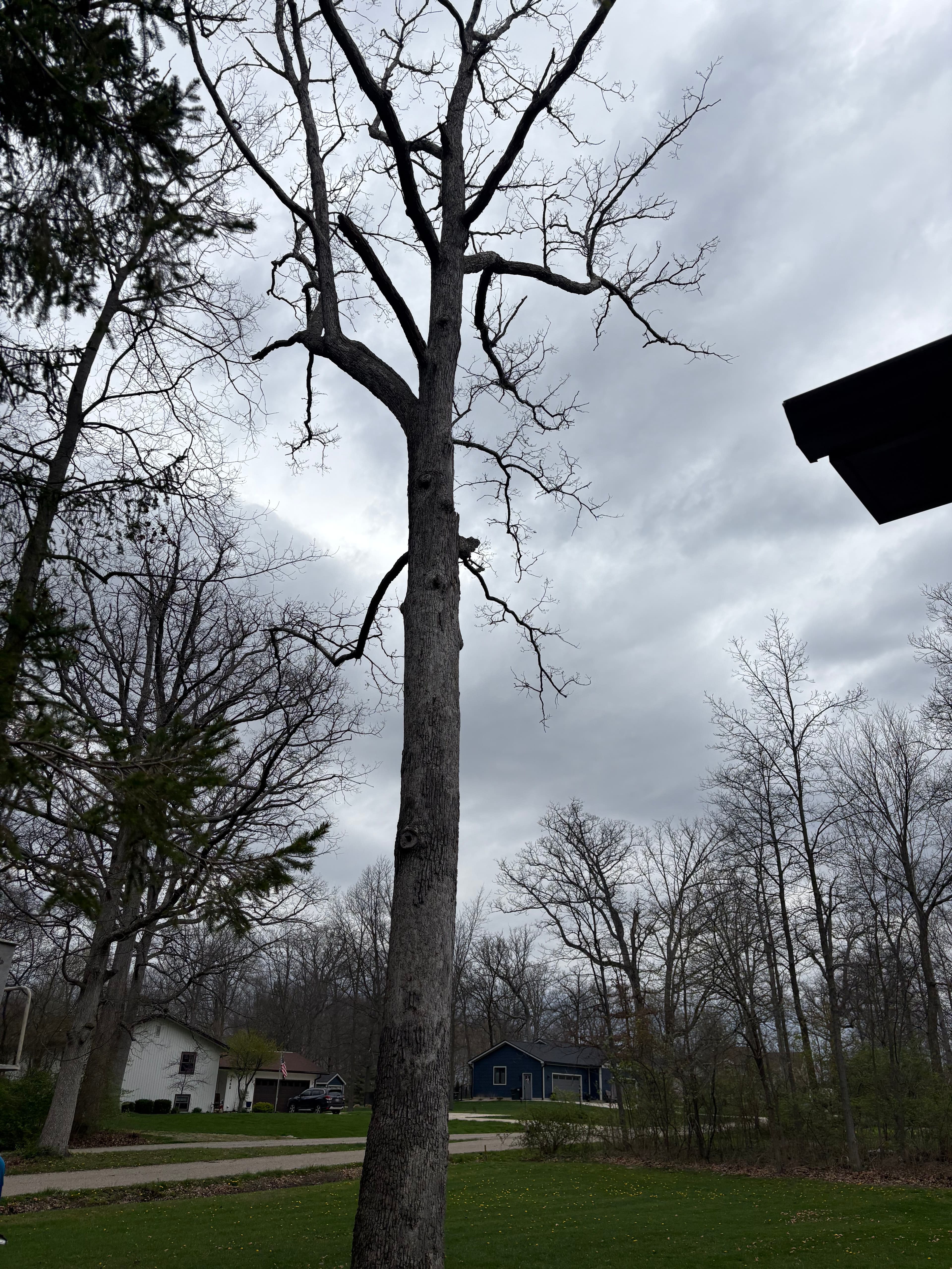 Project Taking Down a 65-Foot White Oak Next to a House image