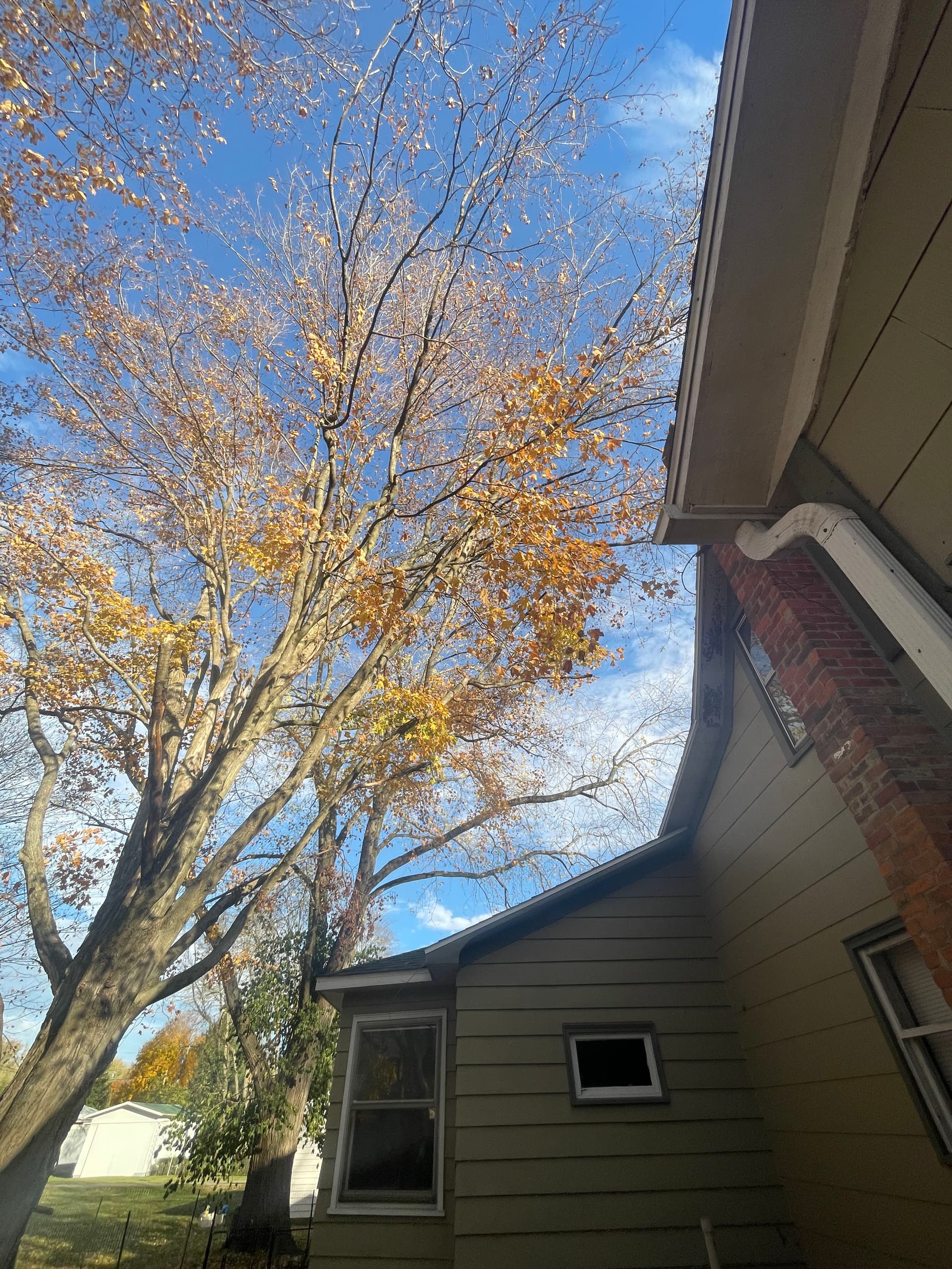 Tree Removal and Drainage Work in West Liberty image