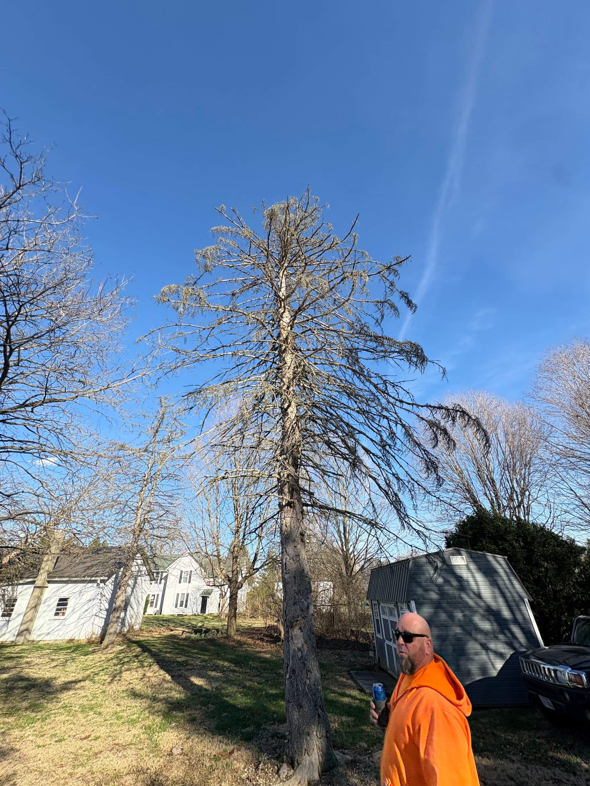 Expert Tree Removal for Safe Bonfire Preparation