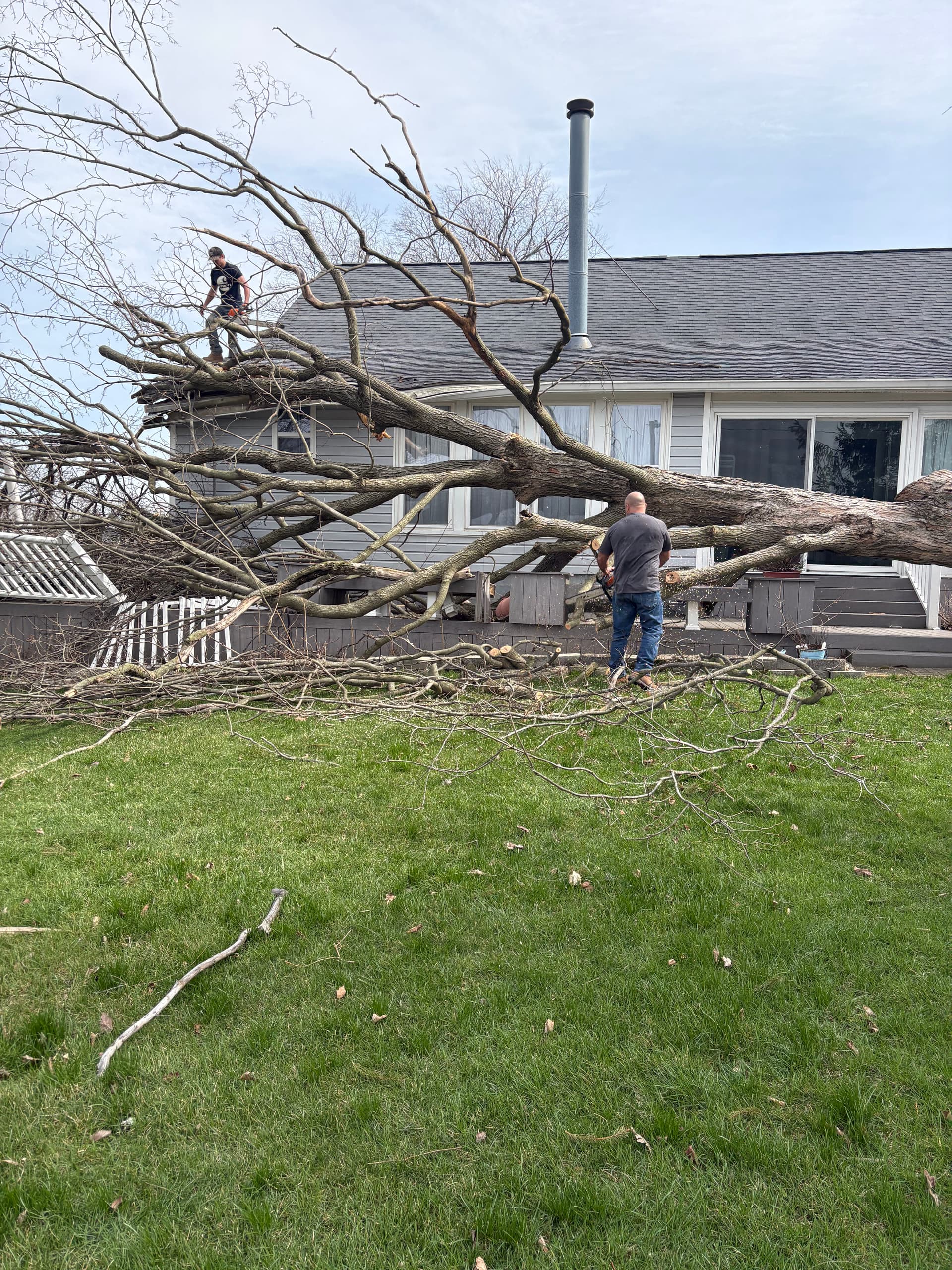 Gallery photos for Swift and Safe Emergency Tree Removal Services: Image #5