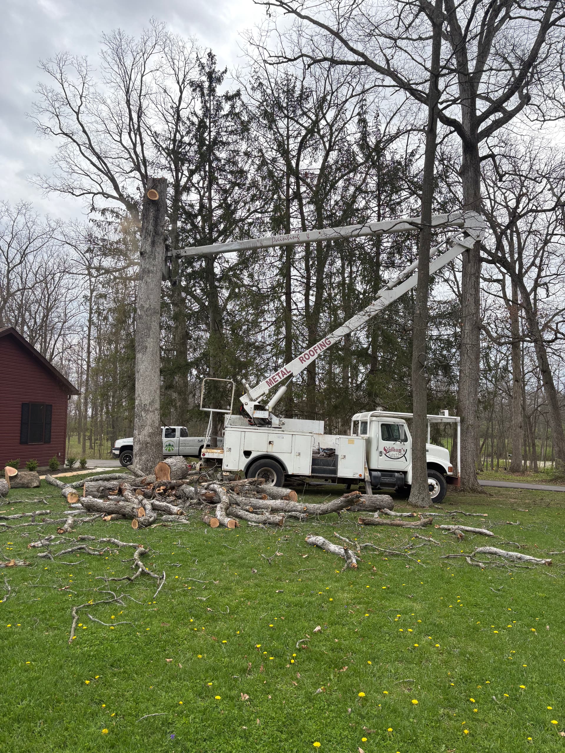 Gallery photos for Taking Down a 65-Foot White Oak Next to a House: Image #1