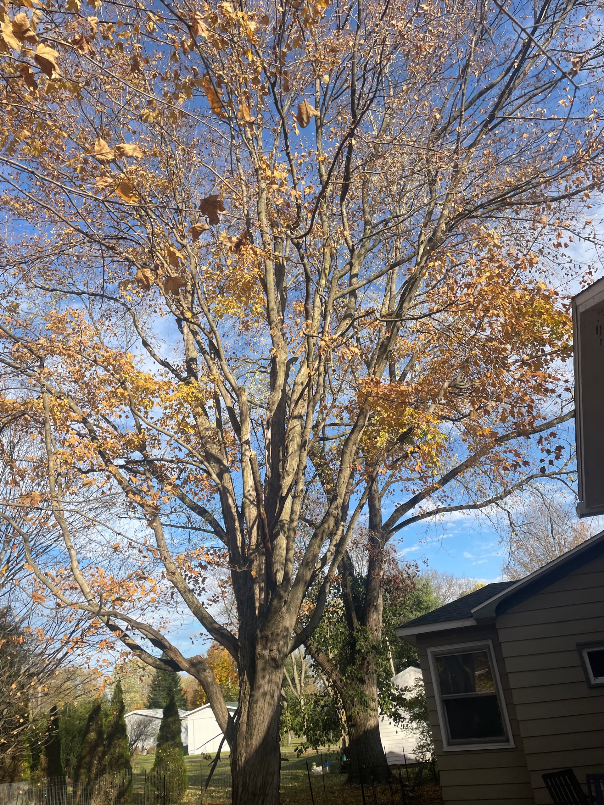 Gallery photos for Tree Removal and Drainage Work in West Liberty: Image #1