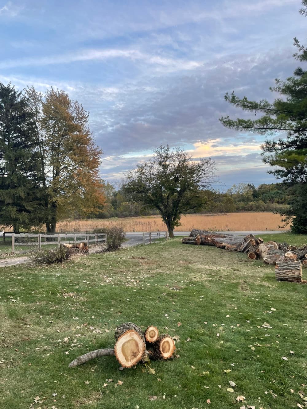 Lawn with cut logs, trees, and a scenic sunset over a field and cloudy sky.