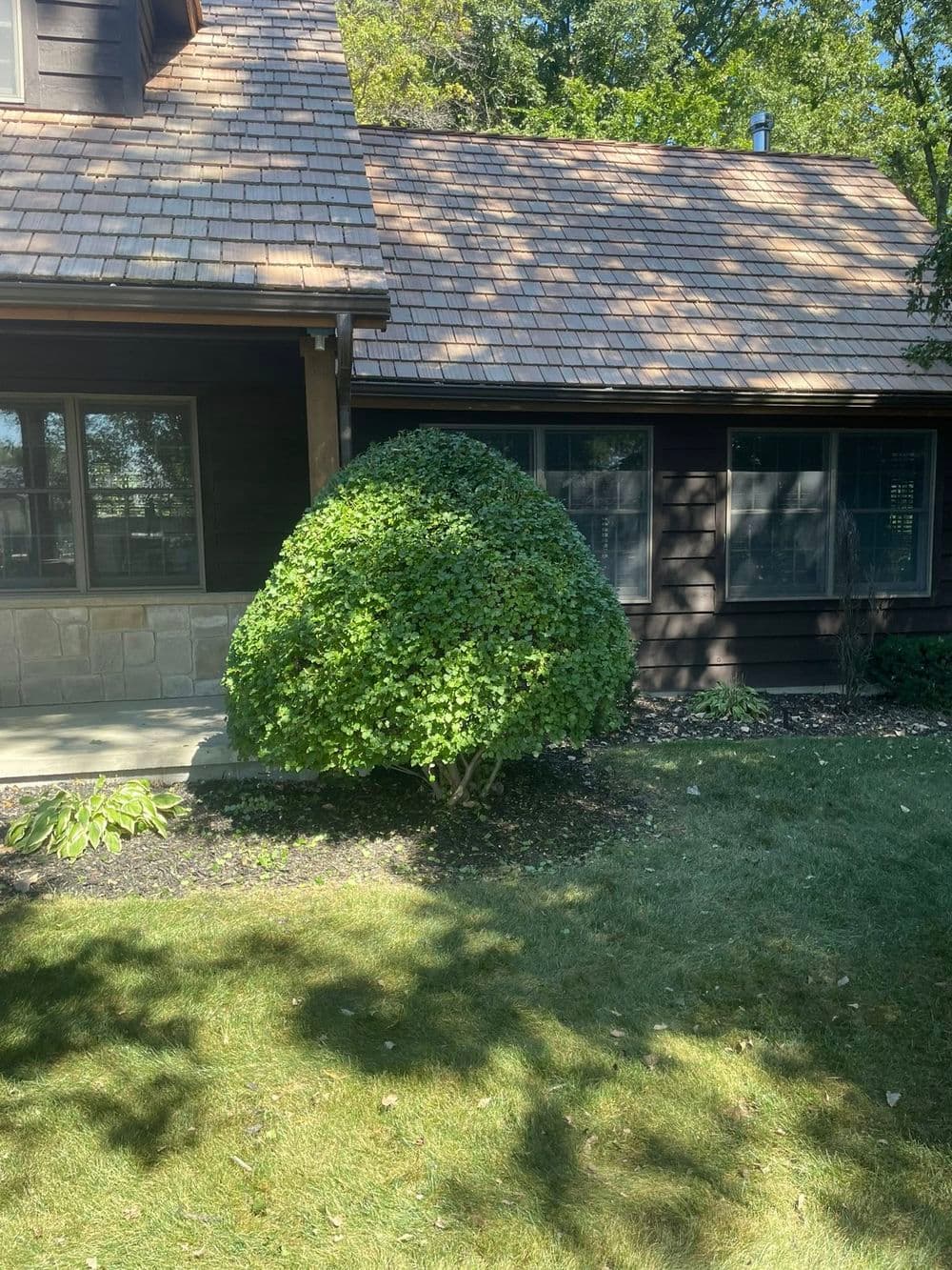 Round green shrub in front of a house with a wooden facade and a shingled roof.