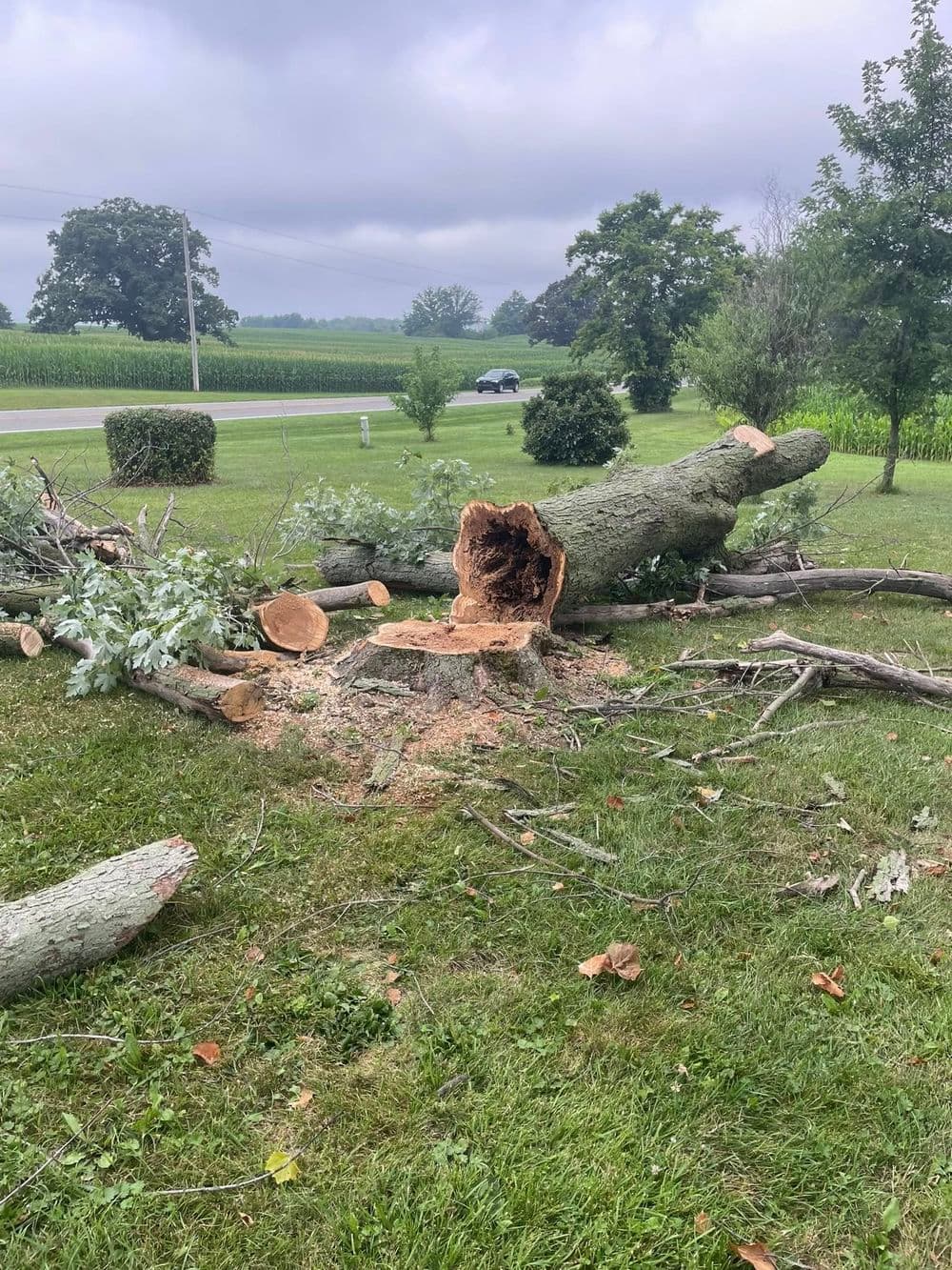 Fallen tree trunk with exposed core, grassy area, and cloudy sky in background.