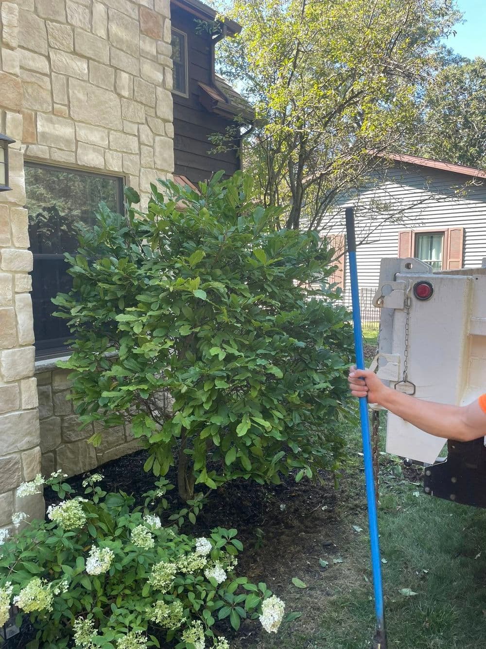 Lush green shrub beside a stone house with a garden and someone holding a gardening tool.