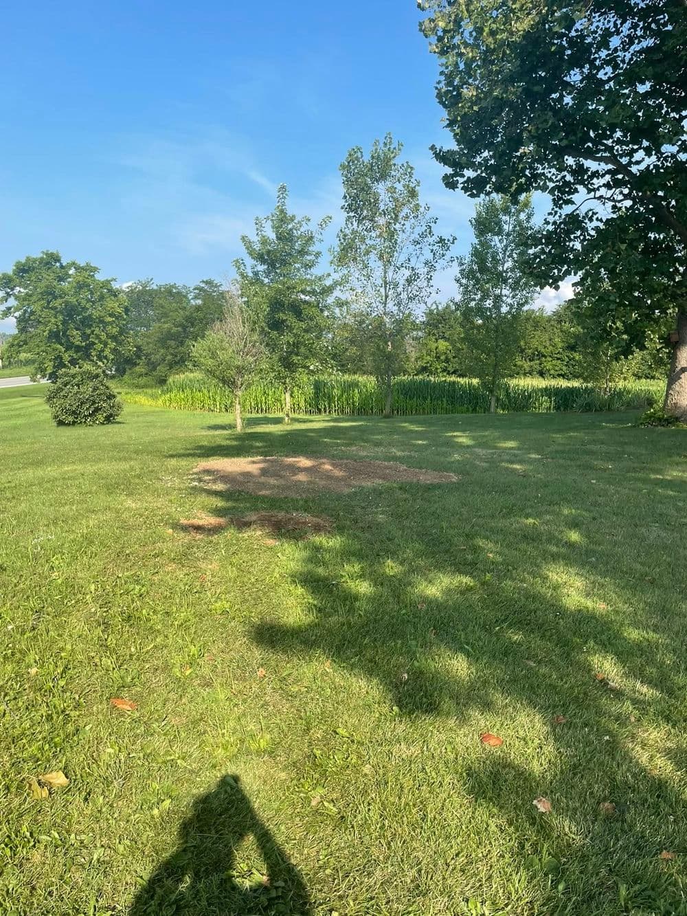 Lush green grass with trees and cornfield in the background on a sunny day.