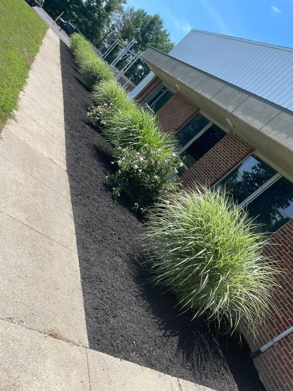Landscaped pathway with ornamental grasses and flowering bushes near a building.