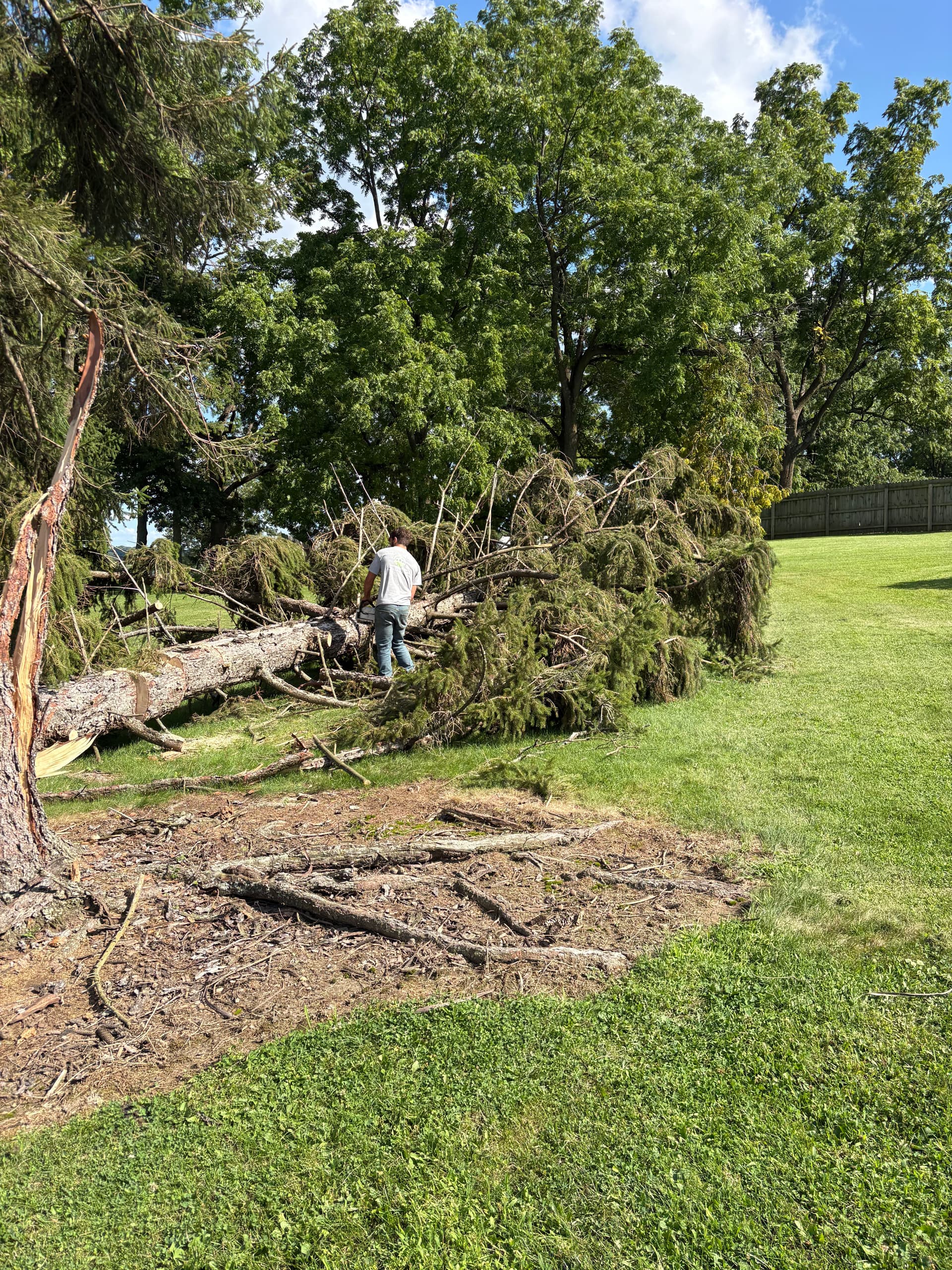 Storm Damage Tree Cleanup and Dead Limb Removal in Logan and Champaign image