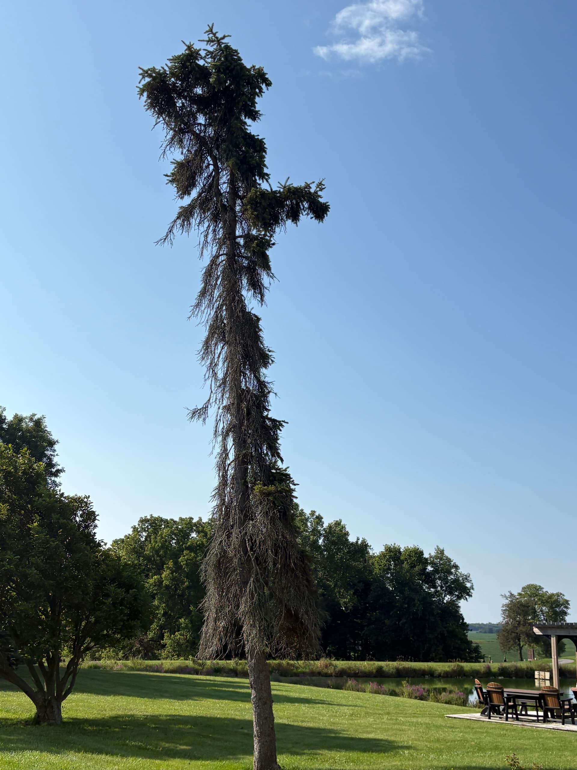 Gallery photos for Storm Damage Tree Cleanup and Dead Limb Removal in Logan and Champaign: Image #5